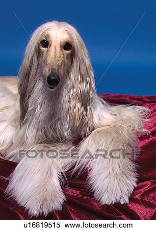 Stock Photography - blue background, collies, cloth, close-up, afghan hound. Fotosearch