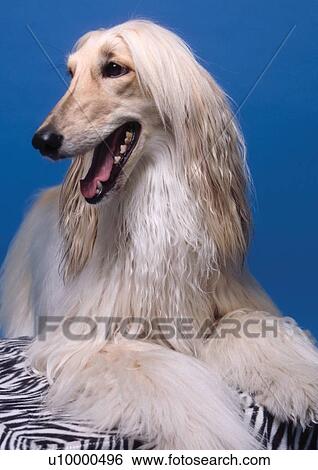 blue background, content, close-up, canine, afghan hound View Large Photo Image Stock Photograph - blue background, content, close-up, canine, afghan hound. Fotosearch