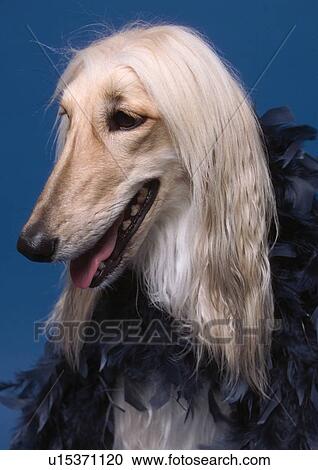 blue background, dog, close-up, canine, afghan hound View Large Photo Image Stock Image - blue background, dog, close-up, canine, afghan hound. Fotosearch
