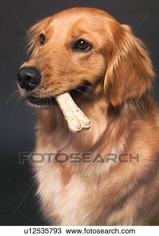bone, brown, canine, close-up, dog View Large Photo Image Stock Image - bone, brown, canine, close-up, dog. Fotosearch