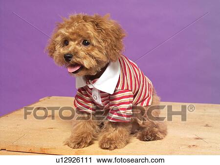 brown, canine, close-up, clothes, dog View Large Photo Image Stock Image - brown, canine, close-up, clothes, dog. Fotosearch