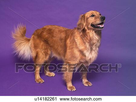 Stock Image - brown, canine, close-up, dog, domestic. Fotosearch