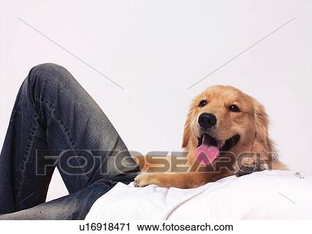 brown, canine, close-up, dog, domestic View Large Photo Image Stock Image - brown, canine, close-up, dog, domestic. Fotosearch