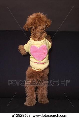 brown, canine, close-up, dog, domestic View Large Photo Image Stock Photo - brown, canine, close-up, dog, domestic. Fotosearch
