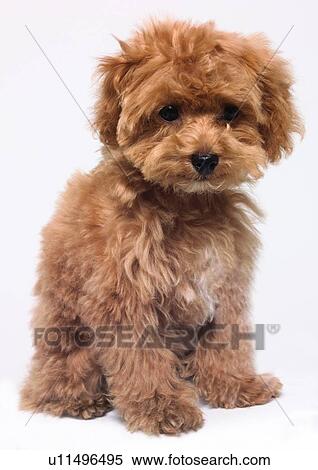 brown, canine, close-up, dog, domestic View Large Photo Image Stock Photography - brown, canine, close-up, dog, domestic. Fotosearch