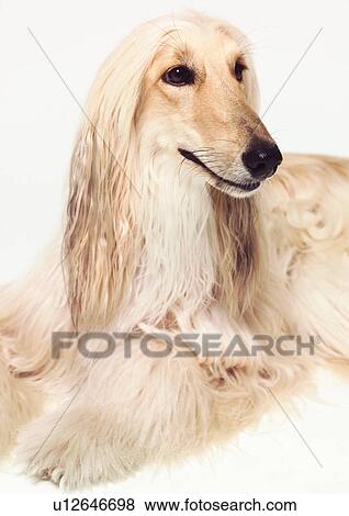 Stock Photo - brown, collies, close-up, canine, afghan hound. Fotosearch