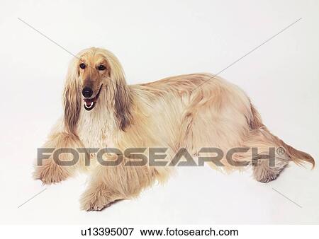 brown, collies, close-up, canine, afghan hound View Large Photo Image Stock Photo - brown, collies, close-up, canine, afghan hound. Fotosearch