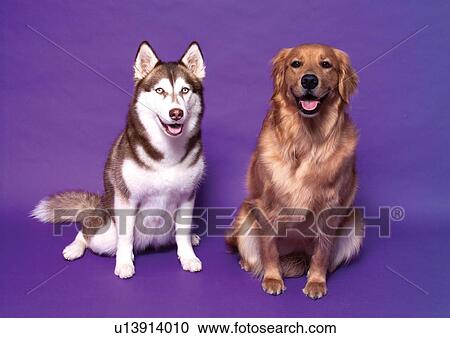 Stock Image - brown, dog, close-up, canine, alert. Fotosearch