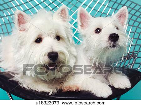 Stock Photo - canine, chair, close-up, content, dog. Fotosearch