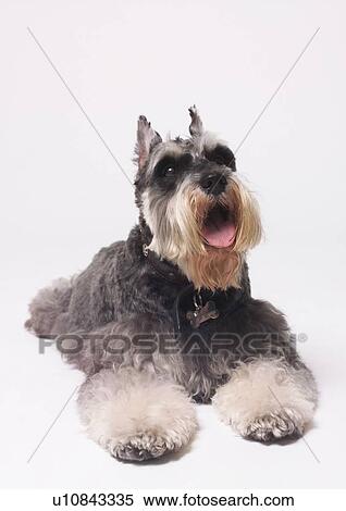 Stock Photography - canine, close-up, content, dog, domestic. Fotosearch