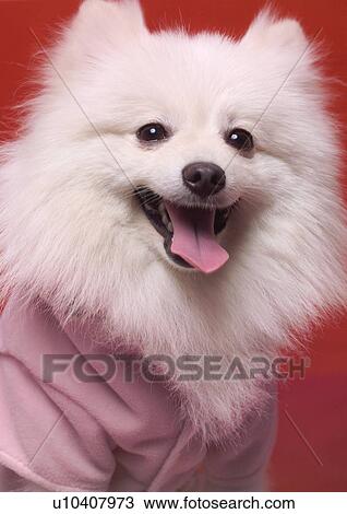 Stock Image - canine, close-up, dog, domestic, fluffy. Fotosearch