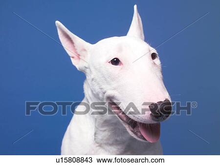 Stock Image - canine, domestic, dog, close-up, alert. Fotosearch