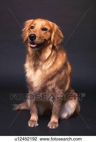 canine, indoors, animal kingdom, content, close-up, pet View Large Photo Image Stock Image - canine, indoors, animal kingdom, content, close-up, pet. Fotosearch