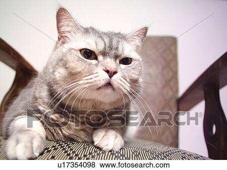 Stock Photo - carnivore, cat, chair, claws, close-up. Fotosearch