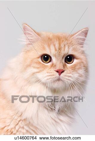 Picture - carnivore, cat, chinchilla cat, close-up, content. Fotosearch