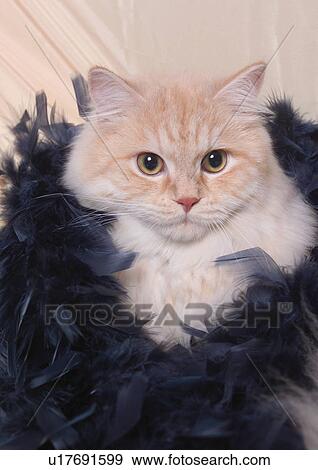 Carnivore Cat Chinchilla Cat Close Up Content Stock Photo