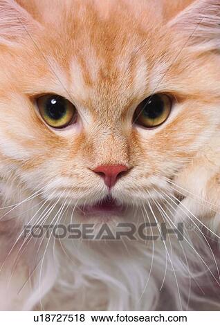 carnivore, cat, chinchilla cat, close-up, content View Large Photo Image Stock Photo - carnivore, cat, chinchilla cat, close-up, content. Fotosearch
