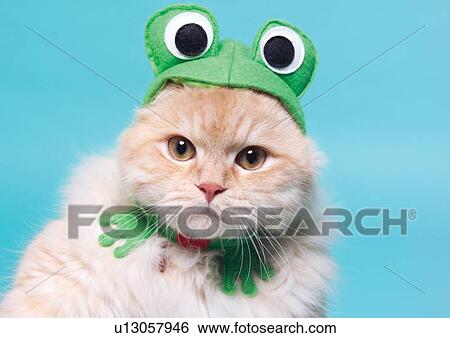 carnivore, cat, chinchilla cat, close-up, content View Large Photo Image Stock Photograph - carnivore, cat, chinchilla cat, close-up, content. Fotosearch