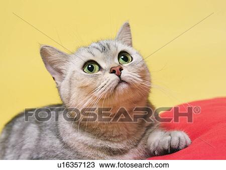 Stock Image - carnivore, cat, claws, close-up, content. Fotosearch