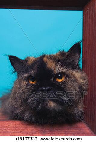 Stock Photo - carnivore, cat, claws, close-up, feline. Fotosearch