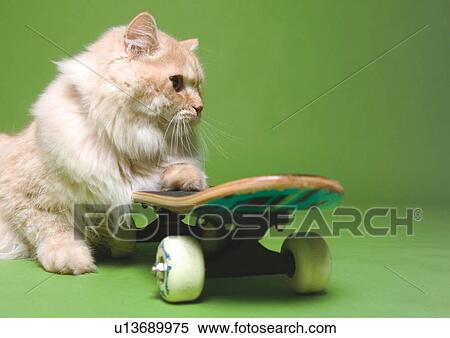Stock Photography - carnivore, wheeled, chinchilla cat, relaxed, dogs, green background. Fotosearch