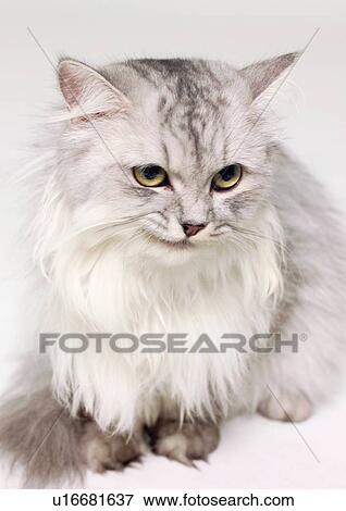 Stock Photo - cat, close-up, whisker, surface, content, one cat. Fotosearch