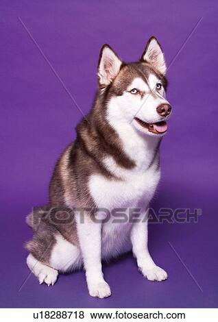 cats, pet, domestic animal, purple background, canine, creature, animal View Large Photo Image Stock Photo - cats, pet, domestic animal, purple background, canine, creature, animal. Fotosearch