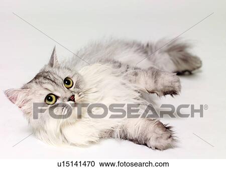 Stock Image - cats, pet, sitting, carnivore, fluffy, kitten, lying down. Fotosearch