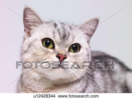 Picture - claws, relaxed, one animal, pet, kitty. Fotosearch
