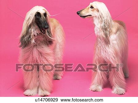 close-up, animal, domesticated, domestic, animal kingdom, canine View Large Photo Image Stock Photo - close-up, animal, domesticated, domestic, animal kingdom, canine. Fotosearch