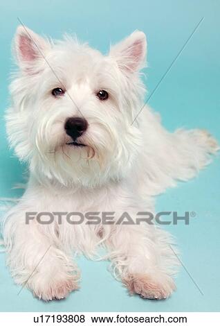 Stock Photo - close-up, canine, domesticated, looking at camera, creature, sitting. Fotosearch