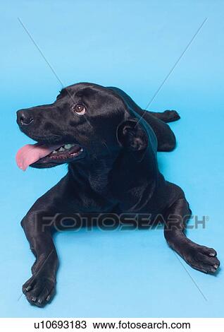 close-up, companion, labrador retriever, dogs, fluffy, resting, vertebrata View Large Photo Image Stock Image - close-up, companion, labrador retriever, dogs, fluffy, resting, vertebrata. Fotosearch