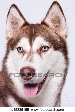 Stock Photo - close-up, white background, domestic animal, pet, animal. Fotosearch
