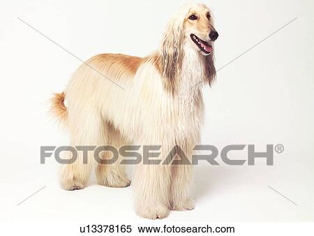 collies, indoors, vertebrata, close-up, afghan hound View Large Photo Image Stock Photography - collies, indoors, vertebrata, close-up, afghan hound. Fotosearch