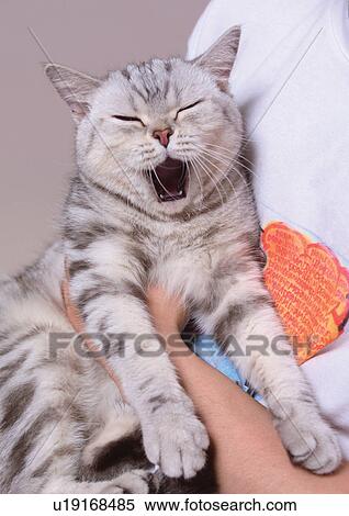 Stock Photography - colorcarnivore, cat, claws, close-up, content, feline. Fotosearch