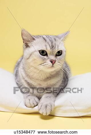 Stock Photo - content, dogs, one animal, whisker, close-up, pillow. Fotosearch