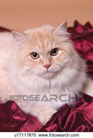 Content White Background Fluffy Dogs Kitty Chinchilla Cat