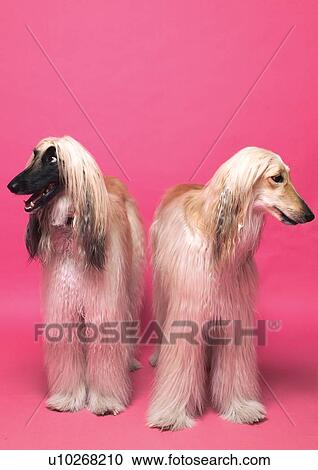 dog, together, creature, pet, pink background, animal View Large Photo Image Stock Image - dog, together, creature, pet, pink background, animal. Fotosearch
