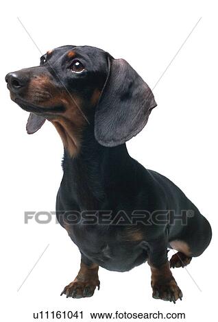 Stock Image - dogs, indoors, close-up, canine, vertebrate. Fotosearch