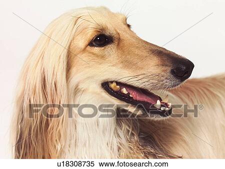 dogs, mammal, white background, collies, domestic, part View Large Photo Image Stock Photography - dogs, mammal, white background, collies, domestic, part. Fotosearch
