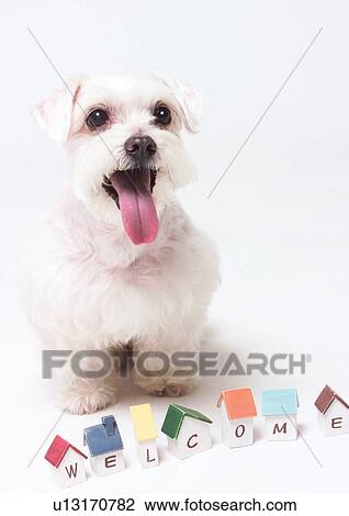 domestic animal, domesticated, looking at camera, close-up, toys, pet View Large Photo Image Stock Image - domestic animal, domesticated, looking at camera, close-up, toys, pet. Fotosearch