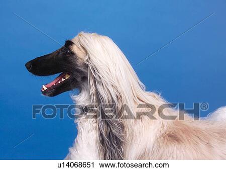 Stock Image - domestic animal, indoors, vertebrate, blue background, mammal, afghan hound. Fotosearch