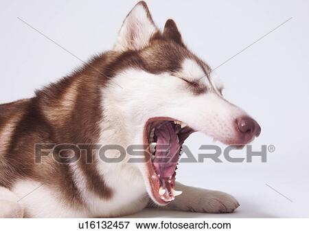 domestic, indoors, mammal, fluffy, close-up, companion View Large Photo Image Stock Photo - domestic, indoors, mammal, fluffy, close-up, companion. Fotosearch