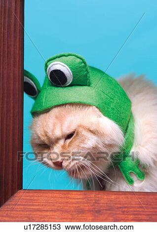 Stock Image - fancy cap, close-up, vertebrata, carnivore, white, content, resting. Fotosearch