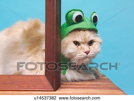 feline, relaxed, mammal, fluffy, claws, small, creature View Large Photo Image Stock Image - feline, relaxed, mammal, fluffy, claws, small, creature. Fotosearch