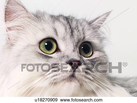 Stock Photo - fluffy, cat, carnivore, vertebrate, looking, domesticated. Fotosearch