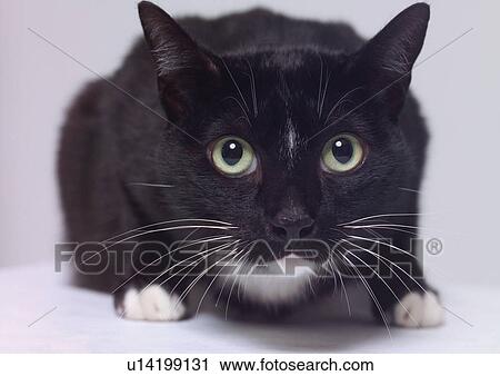 Stock Image - fluffy, dogs, pet, animal kingdom, cats, vertebrata, vertebrate. Fotosearch