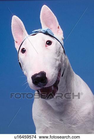 Picture - fluffy, domestic animal, dog, mouth, looking at camera, band. Fotosearch