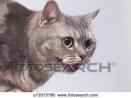 fluffy, looking, creature, kitten, cats, pet View Large Photo Image Stock Image - fluffy, looking, creature, kitten, cats, pet. Fotosearch