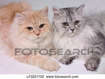 Stock Image - kitty, feline, carnivore, cat, vertebrate, kitten, together. Fotosearch